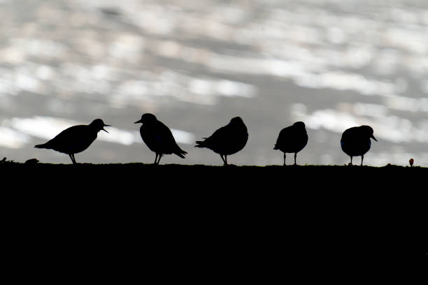 Turnstone, Arenaria interpres, group of birds on groin, Kent, September 2021