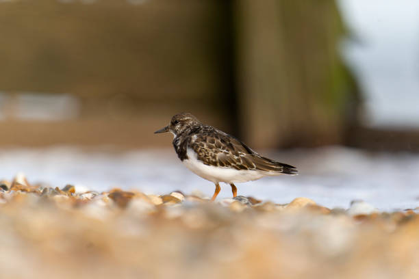 Turnstone, Arenaria interpres, single bird on beach, Kent, September 2021