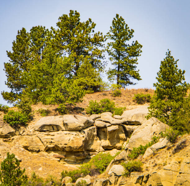 along the Yellowstone River where historical Clark expedition camped in 1806 in Montana near Pompey's Pillar