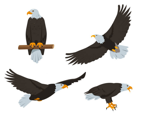 eagle birds. flying and sitting american bald eagles - eagles stock illustrations