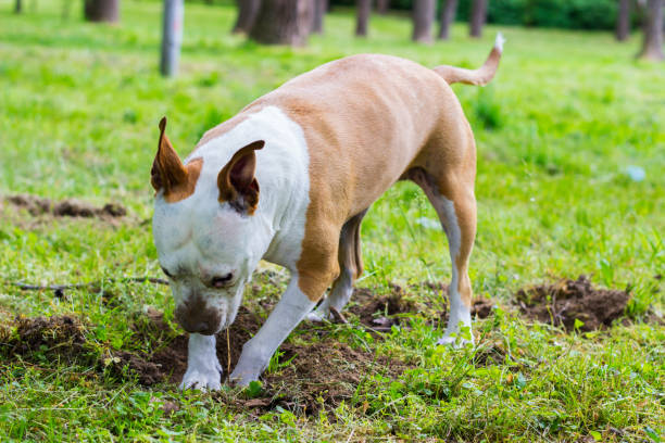 Dog dig a hole Dog dig a hole in the public park. Playing, bored, curiosity dog burying stock pictures, royalty-free photos & images