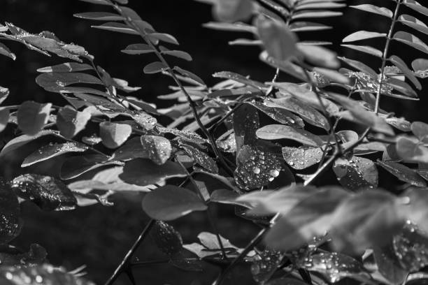 istock Raindrops on acacia leaves. Black and white photo. 1341736048