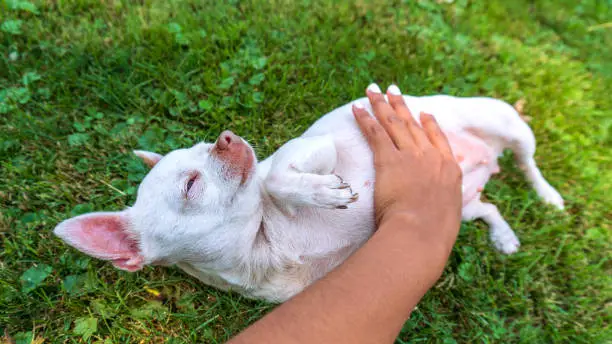 Photo of White chihuahua putty getting belly rubs stock photo