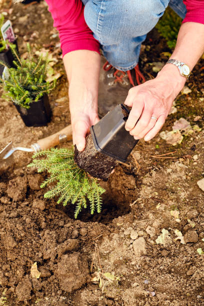 istock Woman planting heathers 1341737681