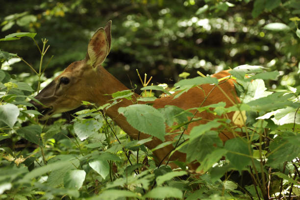 istock Wild Deer in Forest in Shenandoah 1341743139