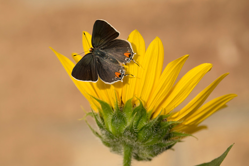 Warming himself in the morning sun, a gray hairstreak perches on a sunflower in Denver Colorado.