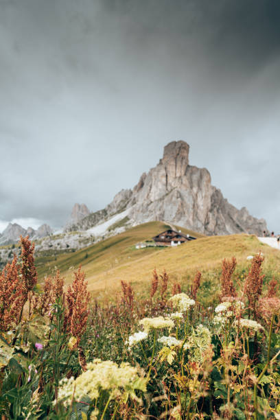 flowers at giau pass