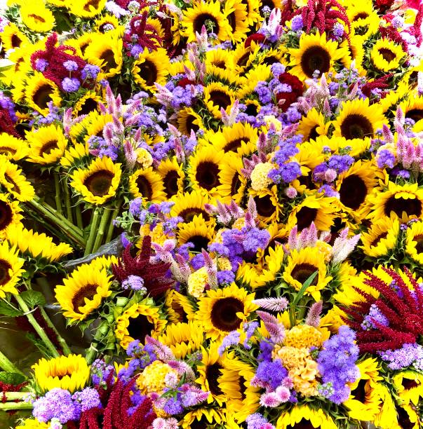 istock A Sea of Sunflower Bouquets 1341743530