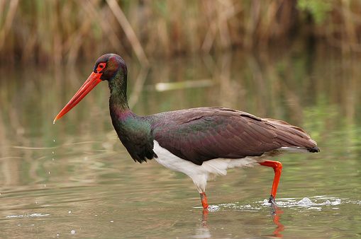 Black stork (Ciconia nigra)