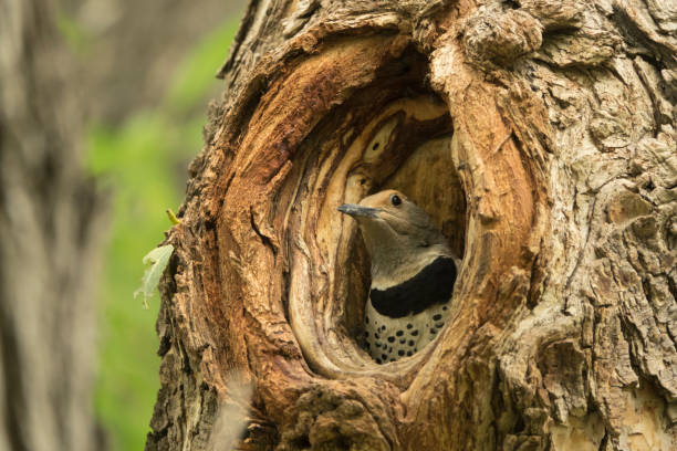Looking out from her nest cavity in the morning sun, an adult northern flicker protects her young in the carved out nest hollow over Harriman Ditch in Littleton, Colorado.