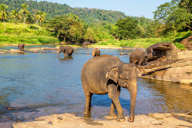 istock Herd of elephants in Sri Lanka 1341744476