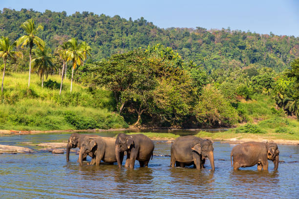 istock Herd of elephants in Sri Lanka 1341744502