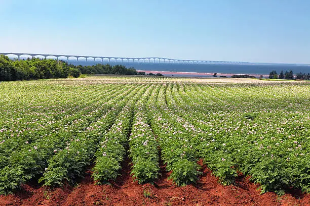 Photo of Potato Field & Confederation Bridge