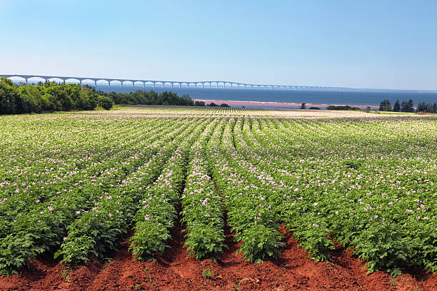 campo de batata & ponte de confederação - raw potato field agriculture flower imagens e fotografias de stock