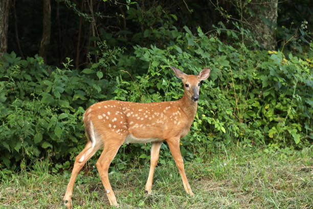 istock Wild Deer in Forest in Shenandoah 1341745424