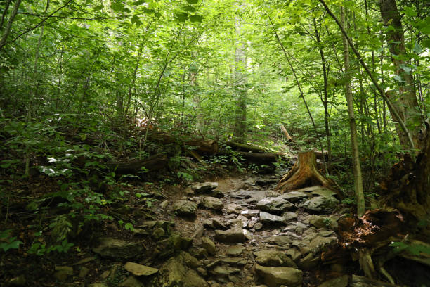 Forest Trail in Shenandoah National Park