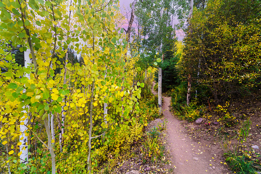 Autumn Forest with Vivid Colors - Nature background image of aspen forest and colorful shrubs and bushes.