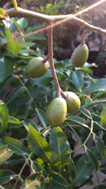 istock Spondias dulcis or Umbrella fruits 1341748897