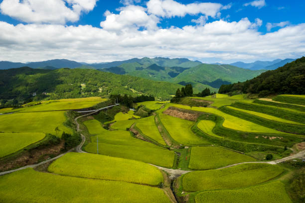 istock Beautiful terraced rice fields in Kochi prefecture, Japan 1341749167