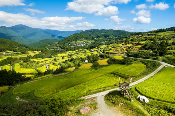 istock Beautiful terraced rice fields in Kochi prefecture, Japan 1341749198