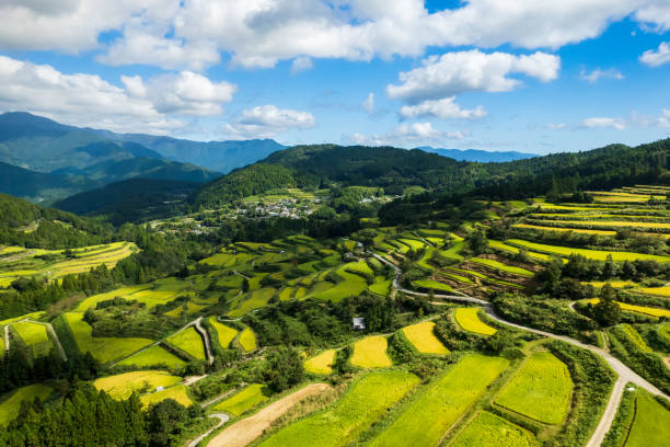 istock Beautiful terraced rice fields in Kochi prefecture, Japan 1341749213