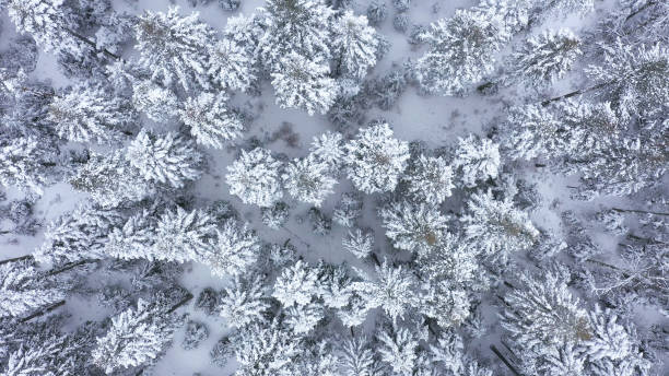 frozen winter forest - lumber industry cold day forest imagens e fotografias de stock