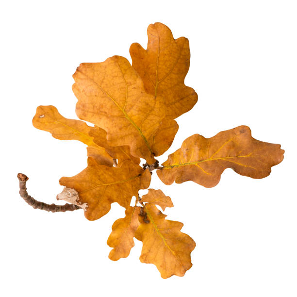 Close up of three wilted oak leaves against the blue sky