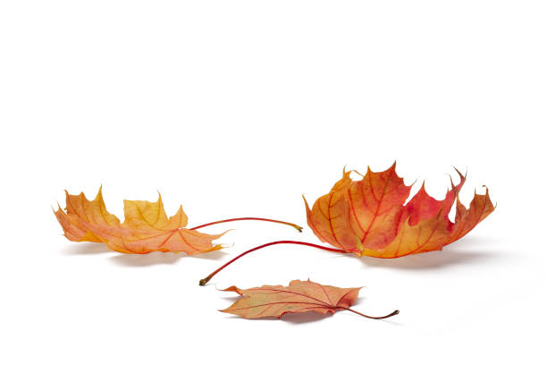 istock autumn season concept, maple leaf isolated on white background 1341749953