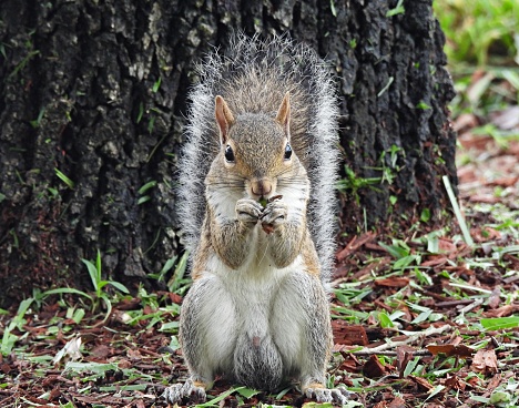 Eastern chipmunk (Tamias striatus) on rock, intensely observing the photographer