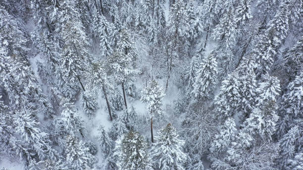 frozen winter forest - lumber industry cold day forest imagens e fotografias de stock