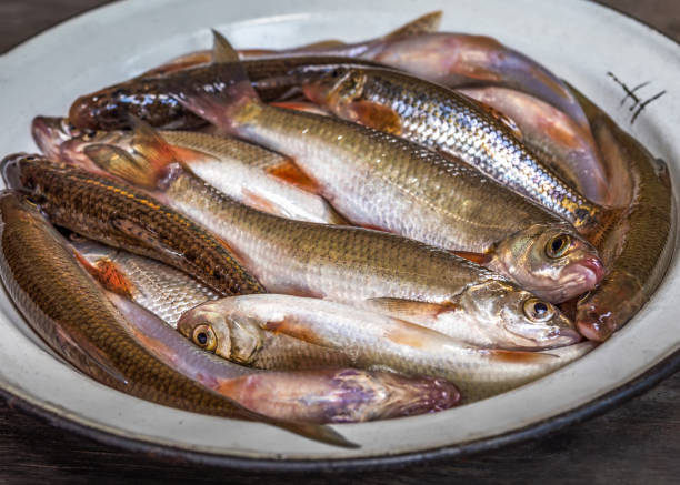 istock Fresh catch small river fish in an enamel plate 1341752938