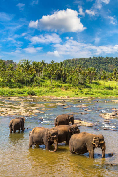 istock Herd of elephants in Sri Lanka 1341755524