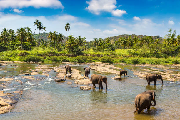 istock Herd of elephants in Sri Lanka 1341755541