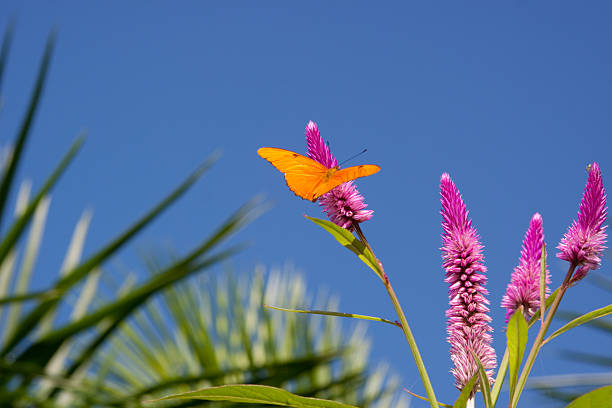 Pretty flying insect