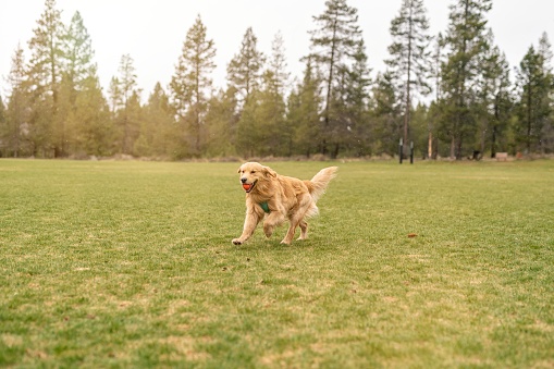 A cute young golden retriever runs while holding an orange ball in his mouth. The dog is playing and getting exercise at a large grassy dog park lined with fir trees in Oregon.