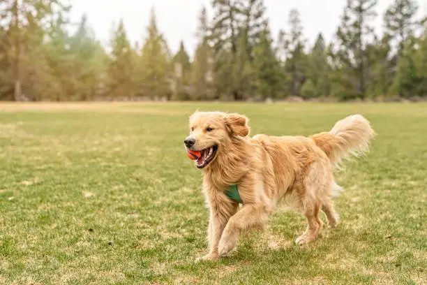 An energetic and adorable young golden retriever runs while holding an orange ball in his mouth. The dog is playing and getting exercise at a large grassy dog park lined with fir trees in Oregon. Copy space.