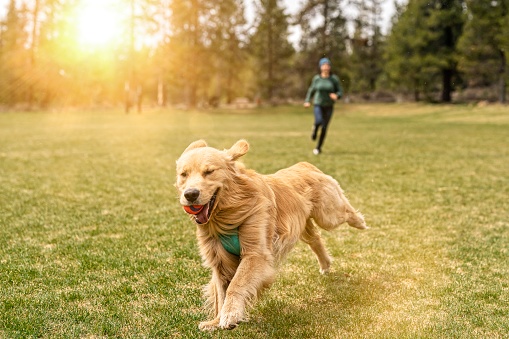 A cute and energetic golden retriever runs toward the camera with a ball in his mouth. The pet dog's female owner is running behind the dog, playing a happy game of chase. The dog is getting fresh air and exercise at a large dog park in Oregon. Image has sun flair and copy space.