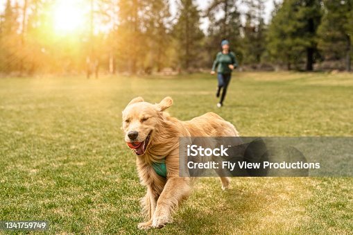 istock Happy and energetic golden retriever playing chase with owner 1341759749