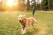 istock Happy and energetic golden retriever playing chase with owner 1341759749