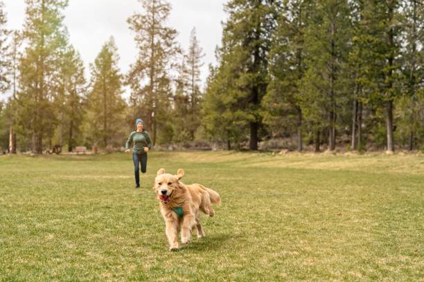 istock Playful dog playing chase with owner 1341759752