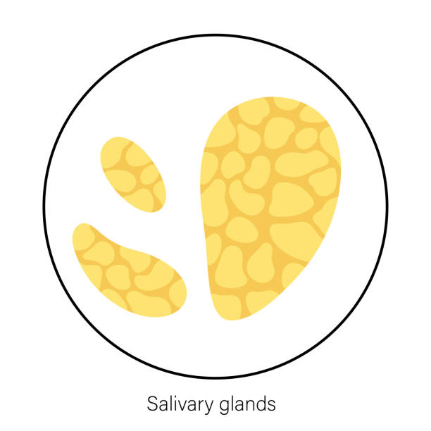 Salivary gland concept Salivary gland icon. Parotid, submandibular, and sublingual glands banner. Produce of saliva through a system of ducts. Xerostomia oral disease anatomical poster. Medical flat vector illustration. salivary gland surgery stock illustrations