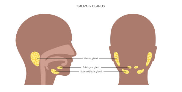 Salivary gland concept Salivary gland in human mouth. Parotid, submandibular, and sublingual glands. Produce of saliva through a system of ducts. Xerostomia oral disease anatomical poster. Medical flat vector illustration. salivary gland surgery stock illustrations