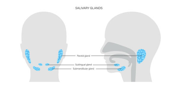 Salivary gland concept Salivary gland in human mouth. Parotid, submandibular, and sublingual glands. Produce of saliva through a system of ducts. Xerostomia oral disease anatomical poster. Medical flat vector illustration. salivary gland surgery stock illustrations