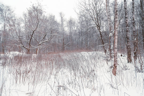 istock trees in winter forest park covered with white snow after a storm 1341761031