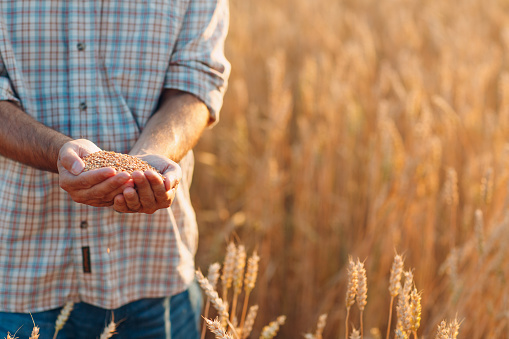 Farmer hands hold ripe wheat seeds after the harvest.