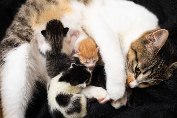 istock Tiny kittens trying to get to mothers milk 1341762801