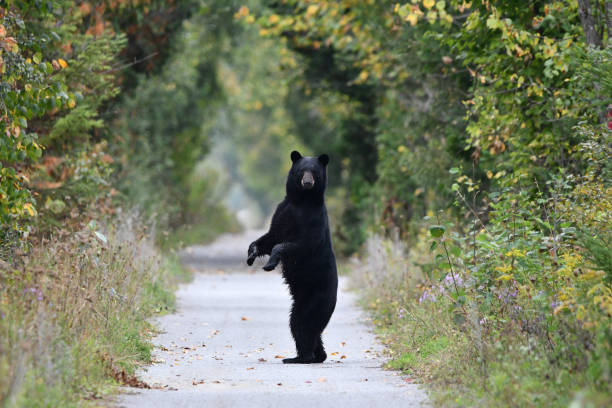 Black Bear on trail A black bear walks onto a hiking trail and stands up on its back feet and looks at photographer before walking away black bear stock pictures, royalty-free photos & images