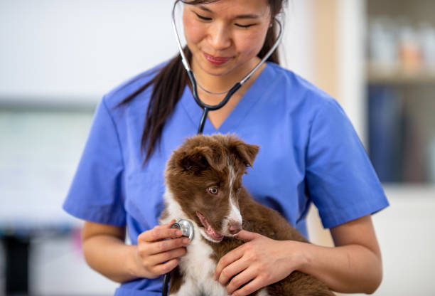 istock Female Veterinarian Giving a Dog a Check-Up 1341763571