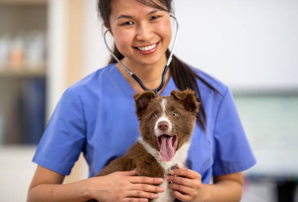 istock Female Veterinarian Giving a Dog a Check-Up 1341763579