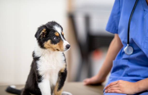 istock Cute Puppy Sitting on an Exam Table at the Vets 1341763580